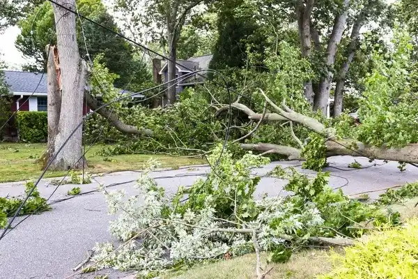 How Do You Cut Down A Tree Waldorf MD