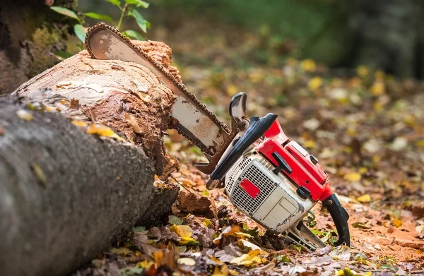 How Long Does It Take To Cut Down A Tree in Waldorf MD How Long Does It Take To Cut Down A Tree in Waldorf MD