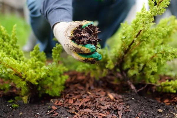 How To Lay Mulch Waldorf MD