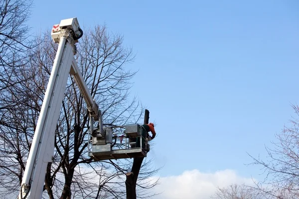 Reliable Tree Cutting Services in Waldorf MD Reliable Tree Cutting Services in Waldorf MD