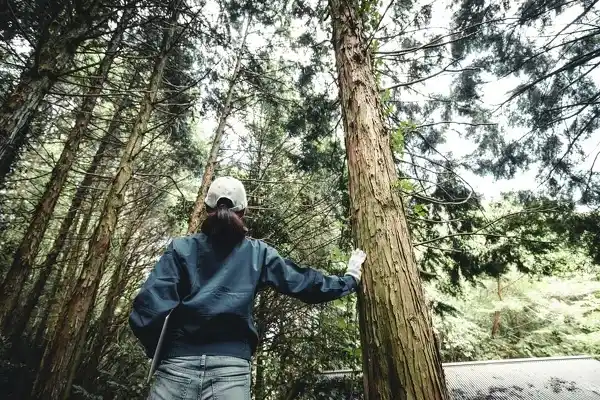 Professional Tree Cutting Services in Waldorf MD Professional Tree Cutting Services in Waldorf MD